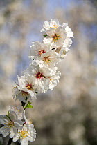 Close-up of an Almond tree (Prunus dulcis / Amygdalus communis) in blossom, Spain