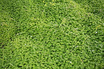 A carpet of Cape sorrel (Oxalis prescaprae) growing beneath cultivated Almond trees in a Spanish orchard