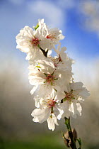 Close-up of blossoming Almond tree (Prunus dulcis / Amygdalus communis) in an orchard, Spain