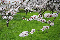 Orchard of Almond trees (Prunus dulcis / Amygdalus communis) in blossom, Spain