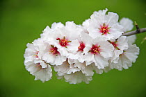 Close-up of blossoming Almond trees (Prunus dulcis / Amygdalus communis) in an orchard, Spain