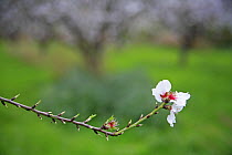 Orchard of Almond trees (Prunus dulcis / Amygdalus communis) in blossom, Spain