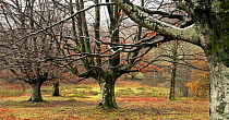 Late autumn in a woodland of pollarded Beech trees in Durango, Basque Country, Spain