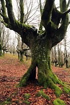 Old knarled pollarded Beech tree in late autumn, woodland in Durango, Basque Country, Spain