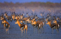 Springbok {Antidorcase marsupialis} herd at dawn, Etosha NP, Namibia, January