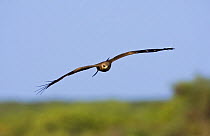 Yellow billed kite {Milvus migrans aegyptius} soaring, Etosha NP, Namibia, January