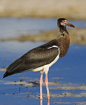 Abdim's stork {Ciconia abdimii} Etosha NP, Namibia, January