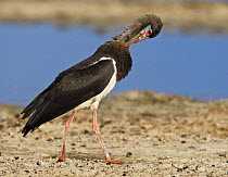 Abdim's stork {Ciconia abdimii} preening, Etosha NP, Namibia, January