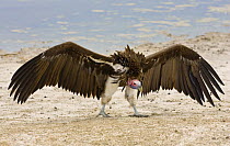 Lappet faced vulture {Torgos tracheliotus} threat posture, Etosha NP, Namibia, January