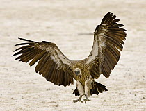 White backed vulture {Gyps africanus} landing, Etosha NP, Namibia, January