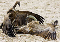 White backed vultures {Gyps africanus} fighting, Etosha NP, Namibia, January
