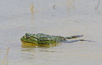 African bullfrog {Pyxicephalus adspersus} swimming, Etosha NP, Namibia, January