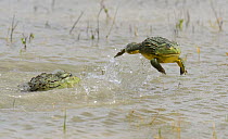 African bullfrog {Pyxicephalus adspersus} vanquished male leaps away from fight, Etosha NP, Namibia, January