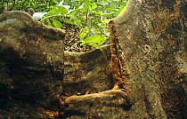 Buttress root of Cayi or Pacific lychee tree (Pometia pinnata) from which wooden fish plate has been cut out by Tao people, Orchid Island, Taiwan.