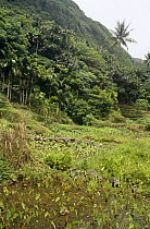 Water taro (Colocasa esculenta) paddy fields, Betel nut (Areca catechu) and Coconut (Cocos nucifera) palms on coastal fringe of Orchid Island, Taiwan