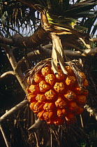 Fruit of Screwpine palm (Pandanus odoratissimus) Orchid Island coast, Taiwan.