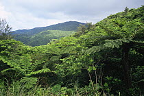 View of montane rainforest with tree ferns (Cyatheales) Orchid Island, Taiwan