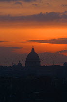 Flock of Common Starling (Sturnus vulgaris) fly past St Peter's Basilica at sunset as they head for a city centre roost, Rome, Italy, 1997