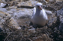 Nazca booby (Sula dactylatra granti) dominant chick evicting younger sibling from the nest while adult watches, Espanola Is, Galapagos