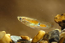 Guppy / Millions fish (Poecilia reticulata) male in mountain stream, Trinidad