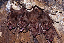 Common vampire bats (Desmodus rotundus) roosting in a hollow tree, Trinidad.