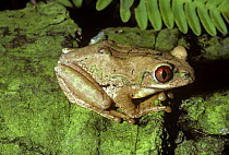 Forest treefrog {Leptopelis natalensis} captive, from Africa