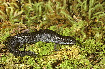 Mabees salamander {Ambystoma mabeei} South Carolina, USA
