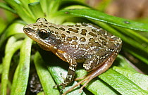 Florida chorus frog {Pseudacris nigrita verrucosa} Florida, USA