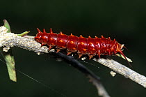 Brightly coloured caterpillar larva of Spicebush swallowtail {Papilio sp} Mexico