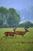 White tailed deer {Odocoileus virginianus} two stags, North Carolina, USA