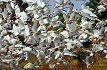 Flock of White ibis {Eudocimus albus} taking off, Merrit Is, Florida, USA