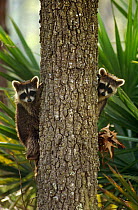 Two Raccoons {Procyon lotor} peering out from behind tree trunk, Florida, USA