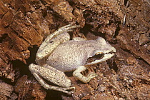 Mountain chorus frog {Pseudacris brachyphona} North Carolina, USA