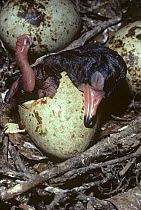 White ibis {Eudocimus albus} chick hatching from egg, USA