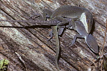Green anole lizards {Anolis carolinensis} mating, Florida, uSA