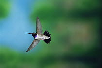 Black chinned hummingbird {Archilochus alexandri} male flying, Arizona, USA