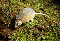 Spiny egyptian  mouse {Acomys dimiditus} captive, from Egypt