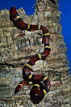 Scarlet kingsnake {Lampropeltis elapsoides} descending from trunk, North Florida, USA