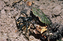 Torreya trapdoor spider {Cyclocosmia torreya} emerging from trapdoor, Florida, USA