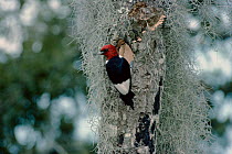 Red headed woodpecker {Melanerpes erythrocephalus} at nest hole amongst lichen, USA