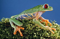 Red eyed tree frog {Agalychnis callidryas} Central America