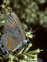 Red banded hairstreak butterfly {Calycopis cecrops} feeding from flower, Florida, USA