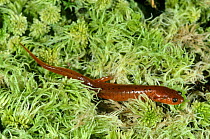 Rusty mud salamander {Pseudotriton montanus floridanus} Florida, USA