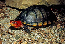 Red cheeked mud turtle {Kinosternon scorpioides cruentatum} Guatemala