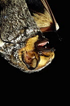 Hairy bat {Lasiurus borealis} portrait, Arizona, USA