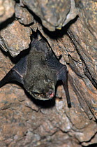 Mexican bulldog / Fisherman bat {Noctilio leporinus} roosting, Sonora, Mexico
