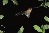 Long legged bat {Myotis volans} flying at night, Arizona, USA