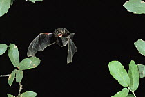 Silver haired bat {Lasionycteris noctivagans} flying at night, Arizona, USA