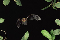 Cave bat {Myotis velifer} flying at night, Arizona, USA