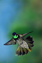 Magnificent hummingbird {Eugenes fulgens} flying, Arizona, USA